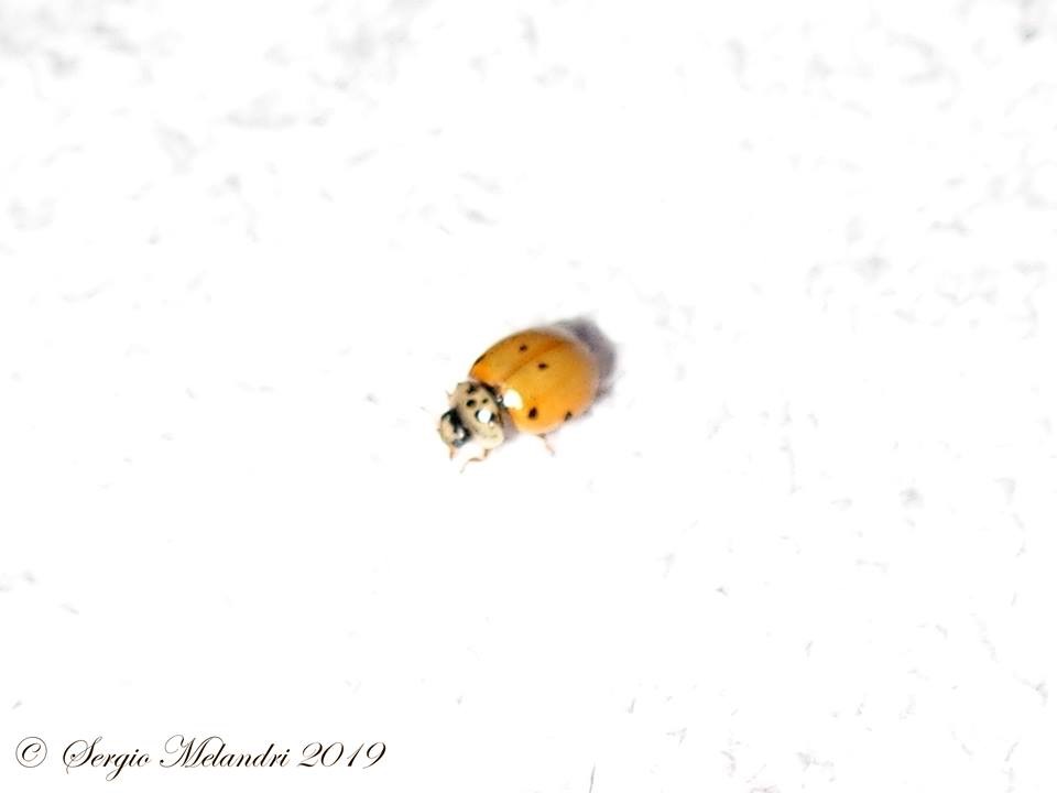 Coccinella da confermare: Adalia decempunctata